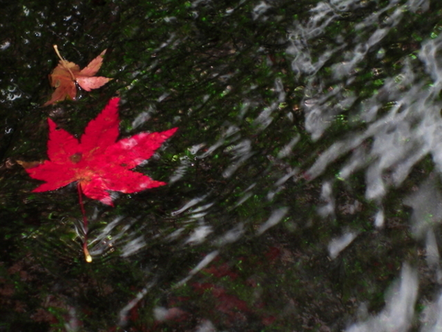 ĂĂ񂳂̍◬̓eʐ^1