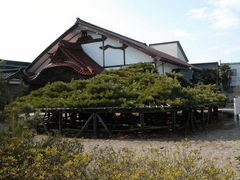 kazumiringoさんの専念寺の傘松の投稿写真1