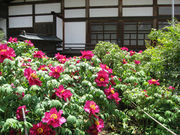 {ԉ@zeʔV̌̉O̓eʐ^1