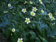 {ԉ@zeʔV̕P쌹RT iP쌹EeCj̓eʐ^1