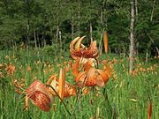 {ԉ@zeʔV̐eC̓eʐ^1