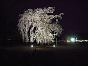 {ԉ@zeʔV̏{鐴@Ȃ̍̓eʐ^1