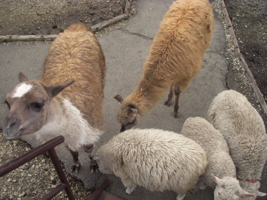 くじゅう自然動物園