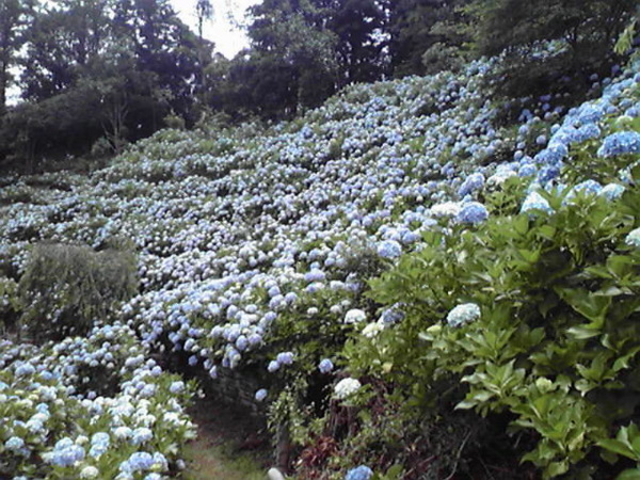 麻綿原高原 アクセス 営業時間 料金情報 じゃらんnet