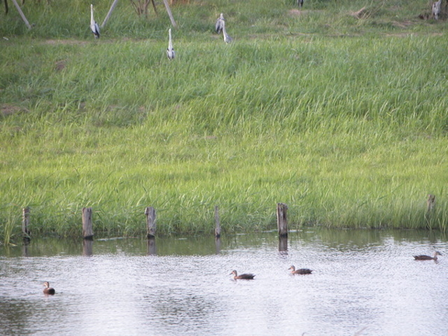 �C���o�[�h�p�[�N�i�x�R�V�`�ՊC�쒹���j