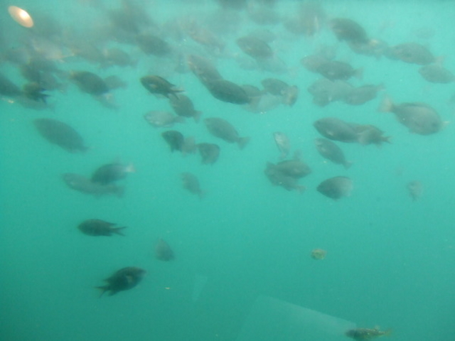 �O��t�B�b�V�����[�i�E�E�H�[�t�����