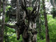 れんぺぇさんの岩倉の乳房杉の投稿写真1
