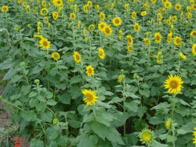 �ό��_���ԂЂ��