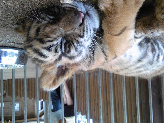 �H�g�䎩�R���������T�t�@�������h