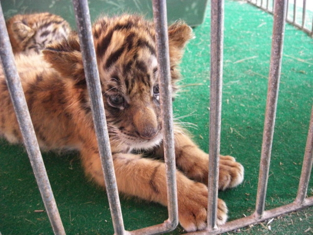 �H�g�䎩�R���������T�t�@�������h