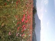 E̔ʎRi啪Îsj̓eʐ^1