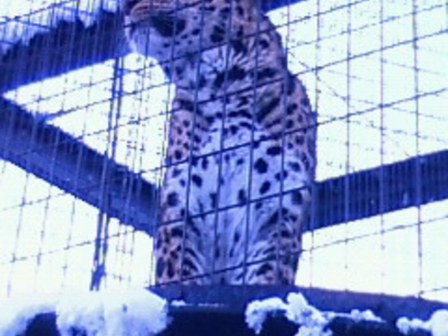 ���R������