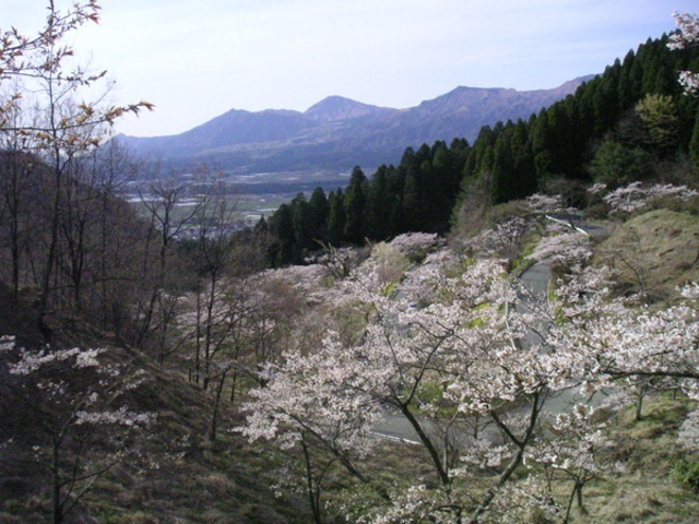 ���X���̐�{��