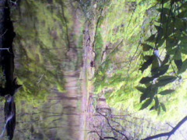 ܂肱̃Vk^̑吙̓eʐ^1