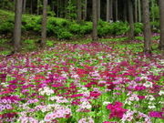 [񂳂̉Ԃ̐Xl\R쑐ԉ̓eʐ^1