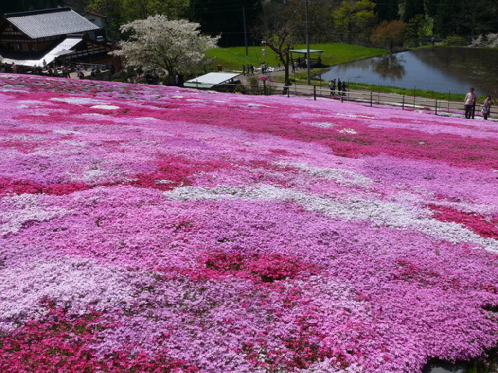 国田家の芝桜 アクセス 営業時間 料金情報 じゃらんnet