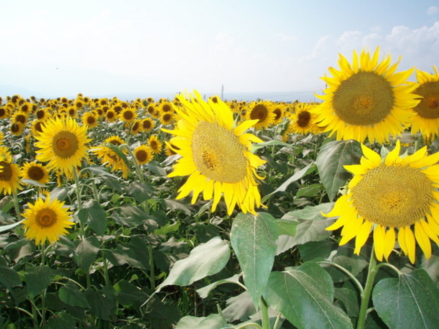 �n�C�W�̑��@�N������