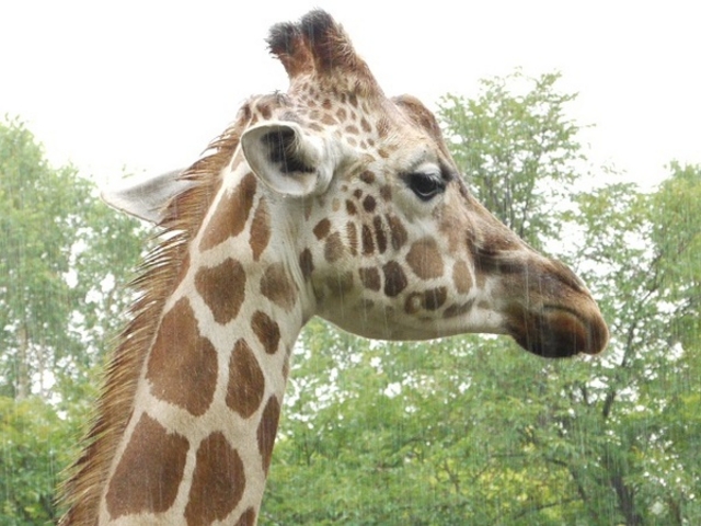 ���R������