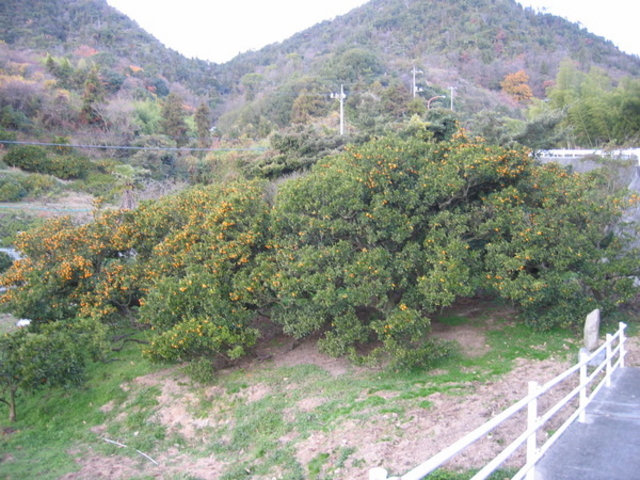 ���}����̖���~�J���i���w��V�R�L�O���j�̓��e�ʐ^1