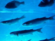 ݂Y̕X̐-Ice Aquarium-̓eʐ^1