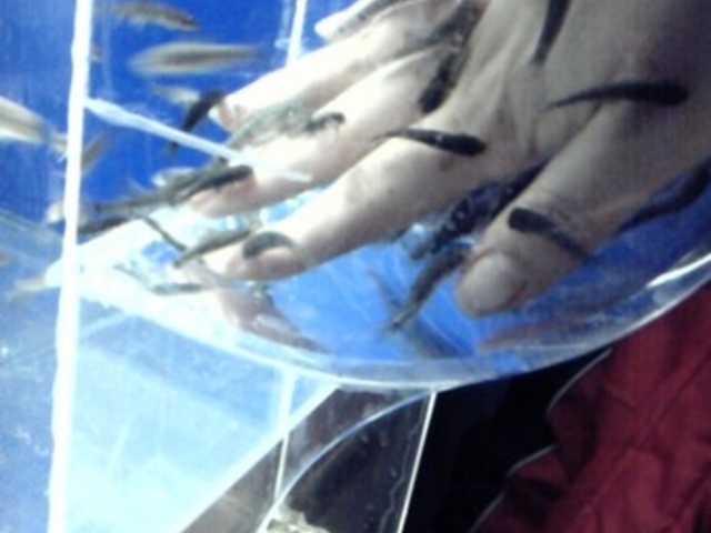 �V�����ۂ�T���s�A�U������