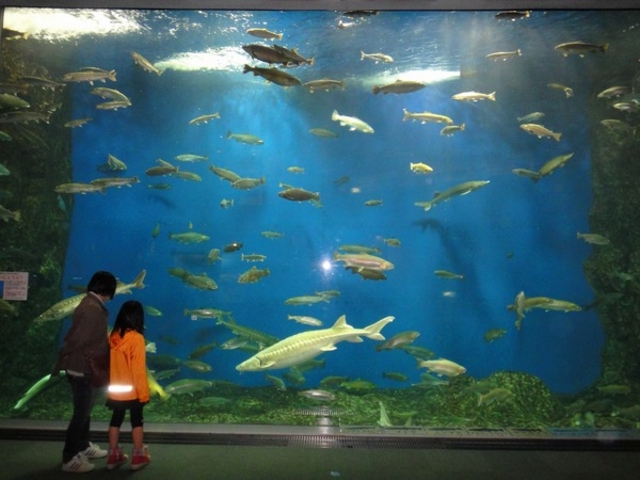 �T�P�̂ӂ邳�Ɛ�ΐ�����