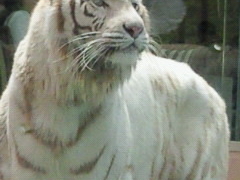 �ɓ��A�j�}���L���O�_���̎ʐ^1