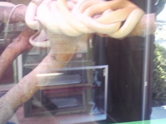 ���Ái�V�_�j���֎�����