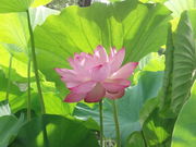 ݂̂̓JԒdDt[Z^[̓eʐ^1