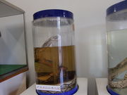 ݃̃WpXl[NZ^[̓eʐ^1