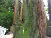 Ⴑ񂳂̔g_Ђ̓eʐ^1