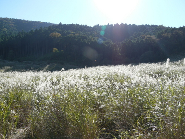 ��Ό�����