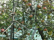 jaga̍{ό񂲉̓eʐ^1