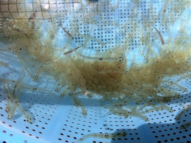 chibatakäɗO̓eʐ^1