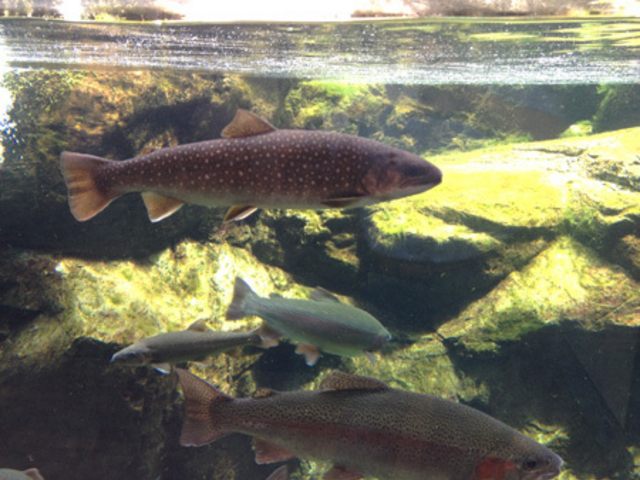 �Ȗ،��Ȃ����퐅�V��