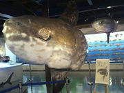 ݂񂮂݂₿搶̊CƂ炵̎jق̓eʐ^1