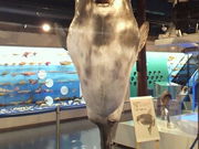 ݂񂮂݂₿搶̊CƂ炵̎jق̓eʐ^1