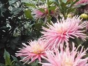 ˂͂Ȃ̏Hcۃ_A̓eʐ^1