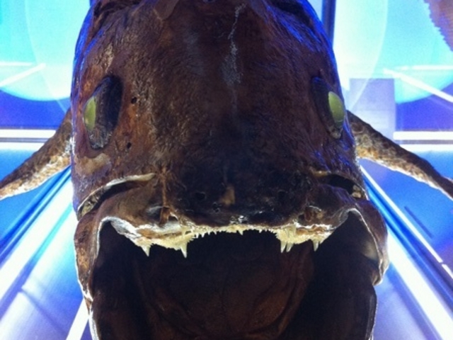 ���Í`�[�C�����ف`�V�[���J���X�E�~���[�W�A���`