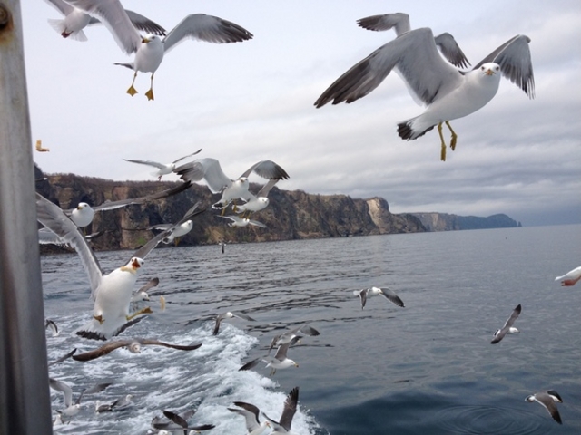 �����W�]�D��j���[���Ⴑ���񍆣