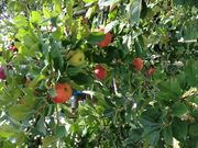 ܂قǂ̂ÂȃAbv~[WA̓eʐ^1