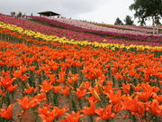 abemâ݂̋[p[N̓eʐ^1