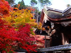 しどーさんの鍬山神社の紅葉の投稿写真1