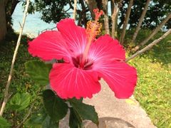 �n�C�r�X�J�X�̎ʐ^1