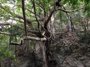 ������񂳂�̃}���O���[�u�̓��e�ʐ^1