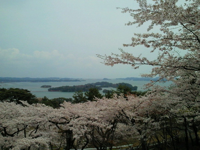 西行戻しの松公園の桜