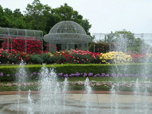 ���c���t�����[�K�[�f��