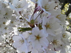 ���ٌ����̎ʐ^1