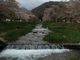しゅうじさんの観音寺川の桜の投稿写真1