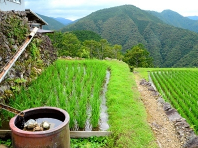 �F��Q�w�� ���ӘH (�ʖ��z��)